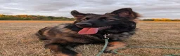 German Shepherd dogs for sale: Rehome German Shepherd in Sheffield - Advert 1