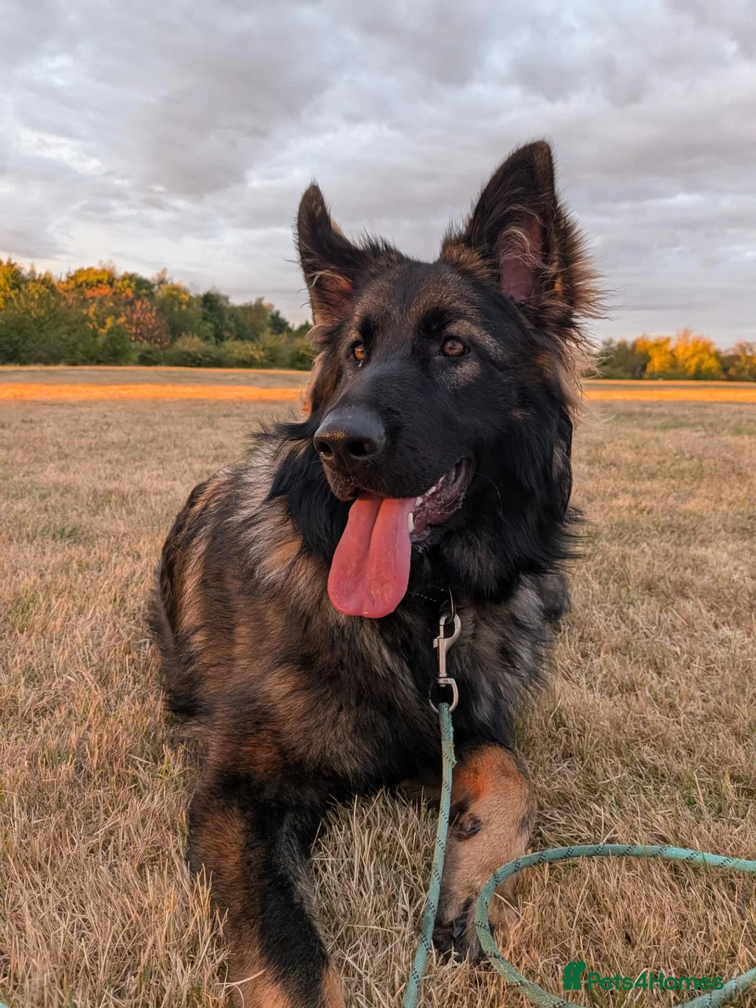 German Shepherd dogs for sale: Rehome German Shepherd in Sheffield - Advert 1