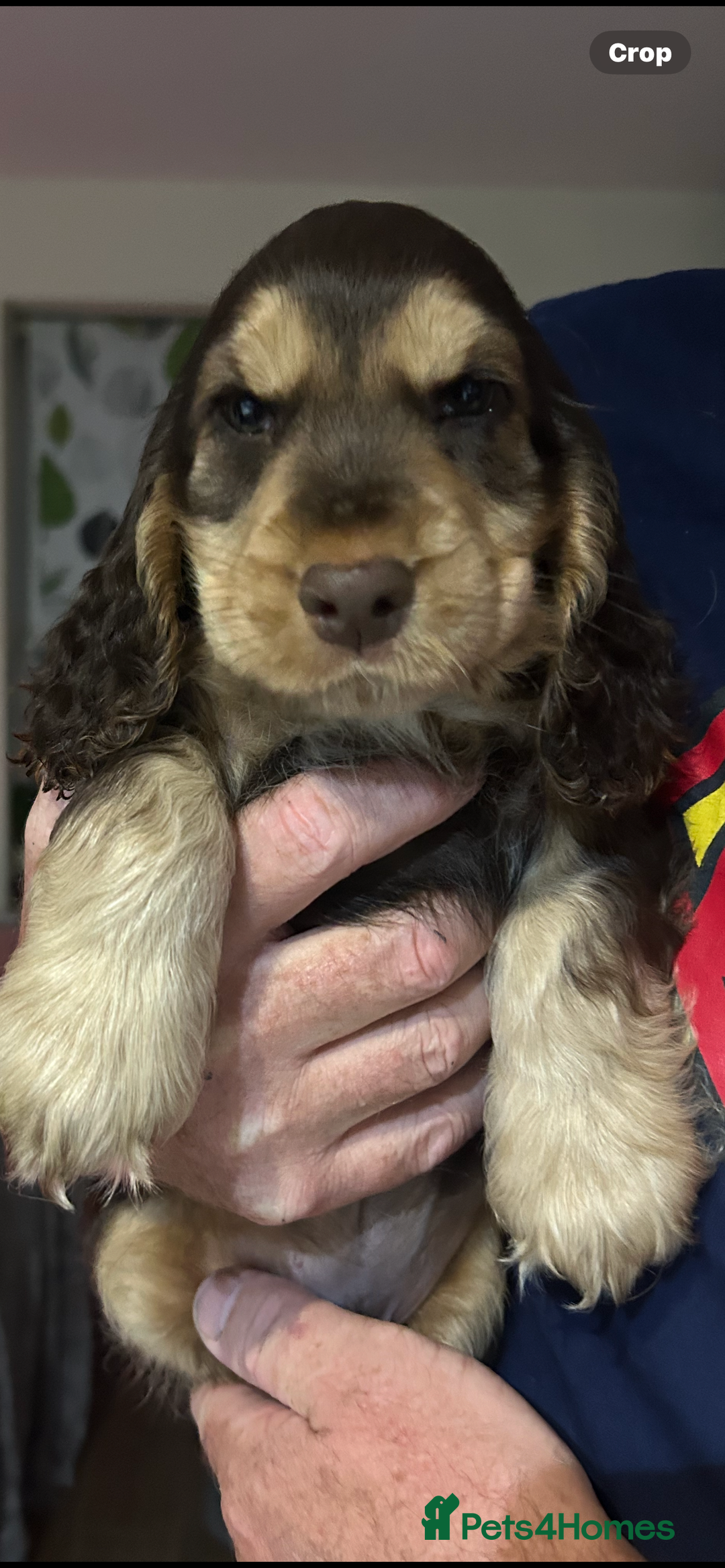 Cocker Spaniel dogs for sale: Sable cockerspaniel puppies - Image 19