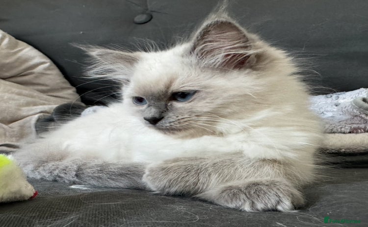 Ragdoll cats - Advert 4