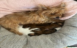 Yorkshire Terrier dogs for sale: Beautiful Chocolate Orange Yorkshire Terriers - Image 2