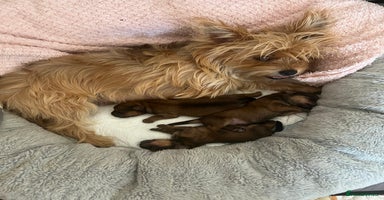 Yorkshire Terrier dogs - Advert 11
