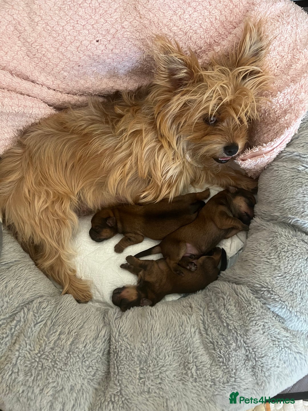 Yorkshire Terrier dogs for sale: Beautiful Chocolate Orange Yorkshire Terriers - Image 2