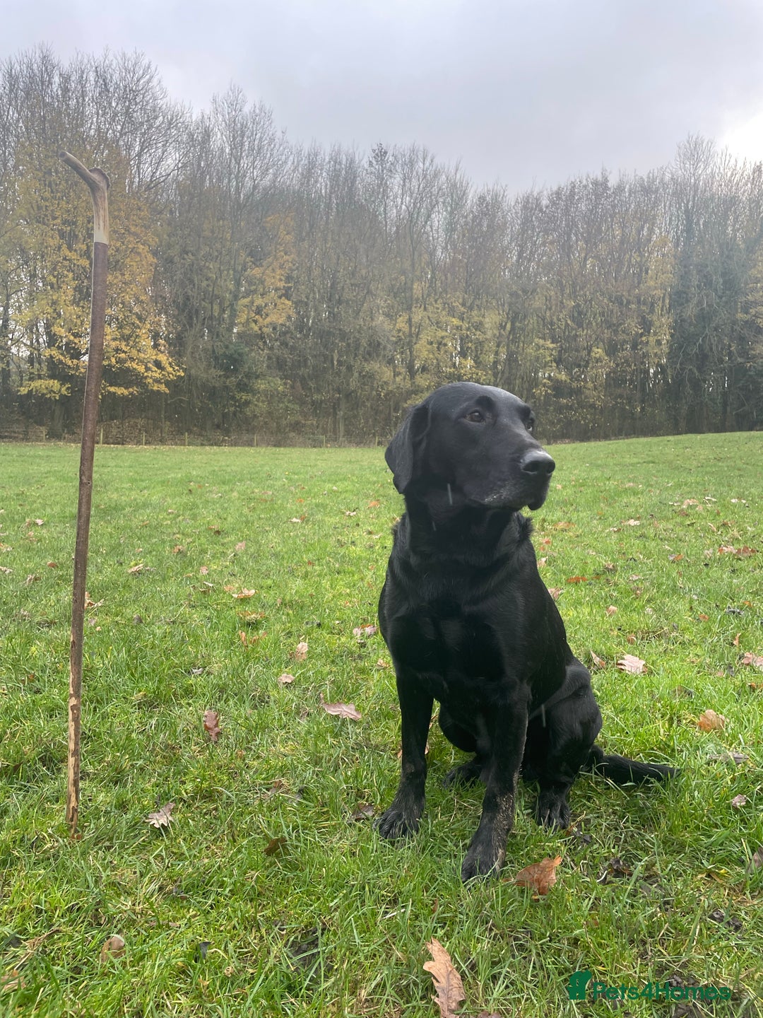 Labrador Retriever dogs for stud: Health Tested KC Registered Black Labrador Stud in Ashbourne - Advert 10