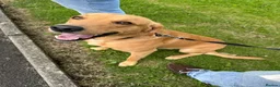 Labrador Retriever dogs for sale: Fox red Irish Labrador for loving family - Advert 2