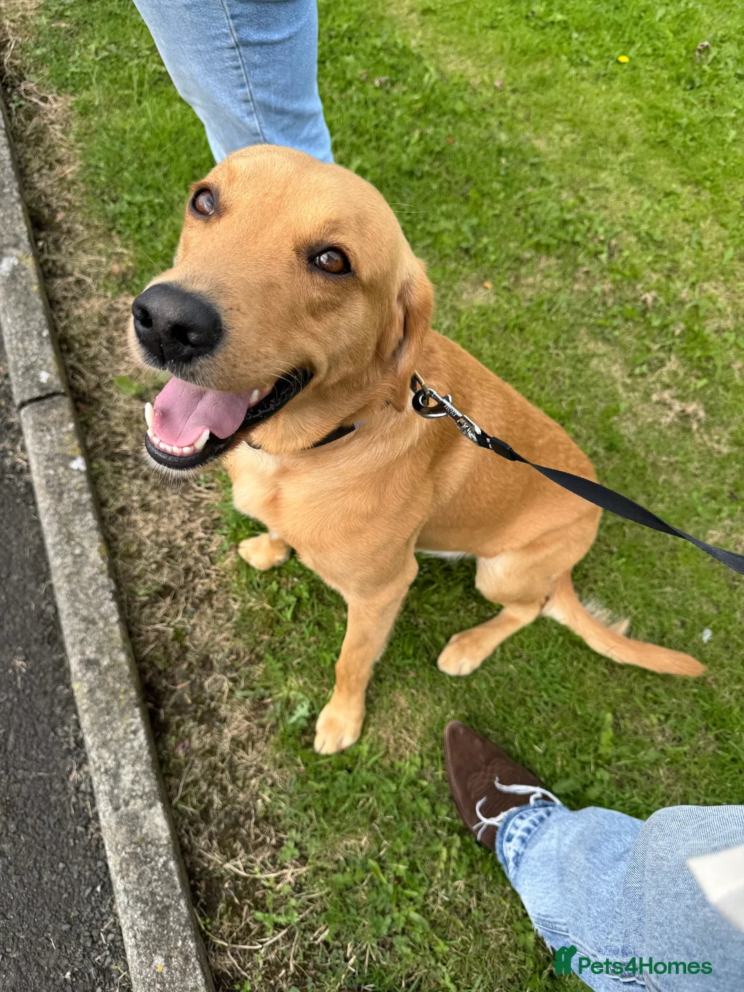 Labrador Retriever dogs for sale: Fox red Irish Labrador for loving family - Advert 2