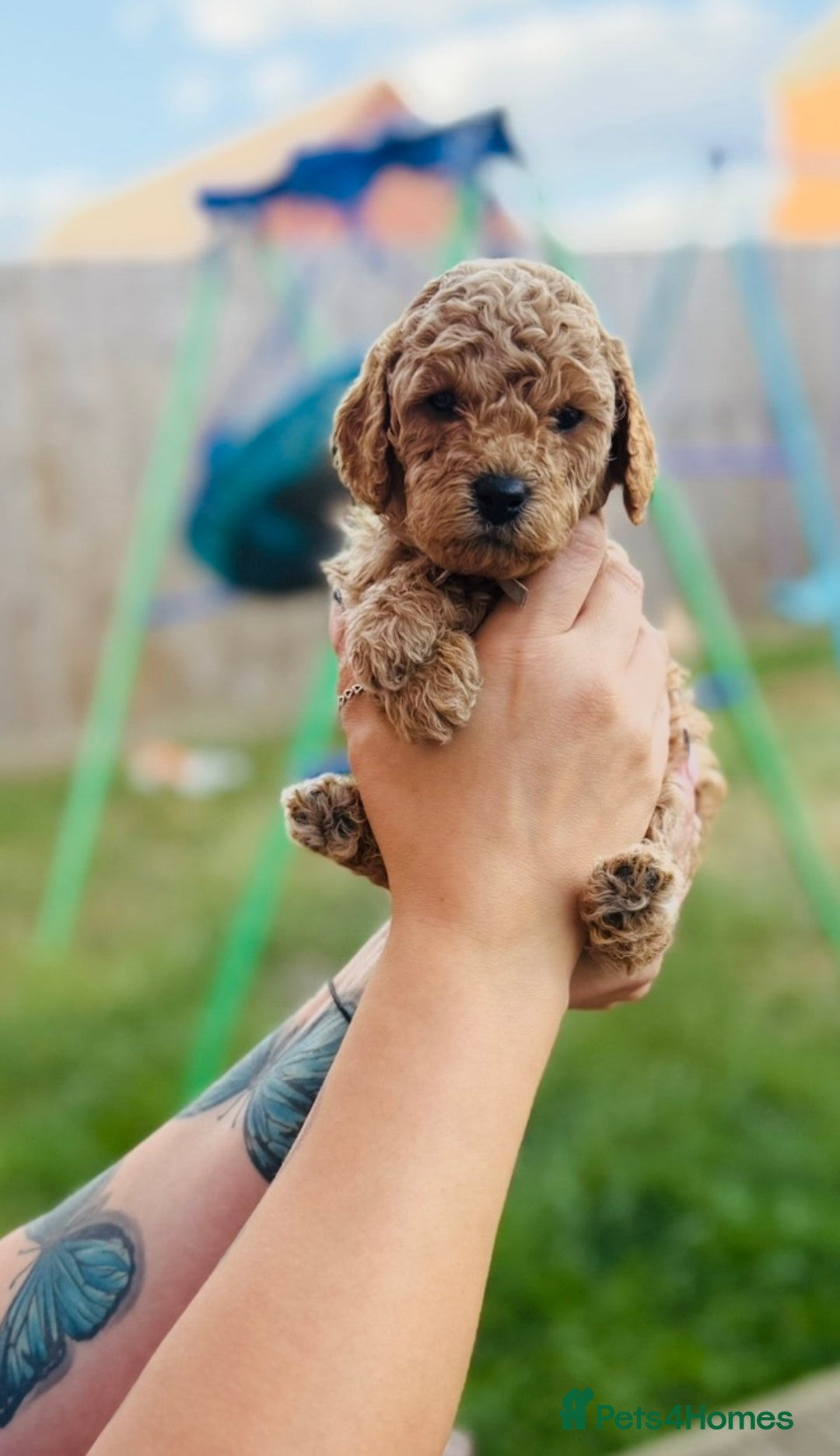 Cavapoo dogs for sale: 1 beautiful curly haired toy poodle boy - Image 4