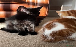 Mixed Breed cats for sale: Beautiful Mixed Breed Kittens for Sale - All Boys  - Image 8