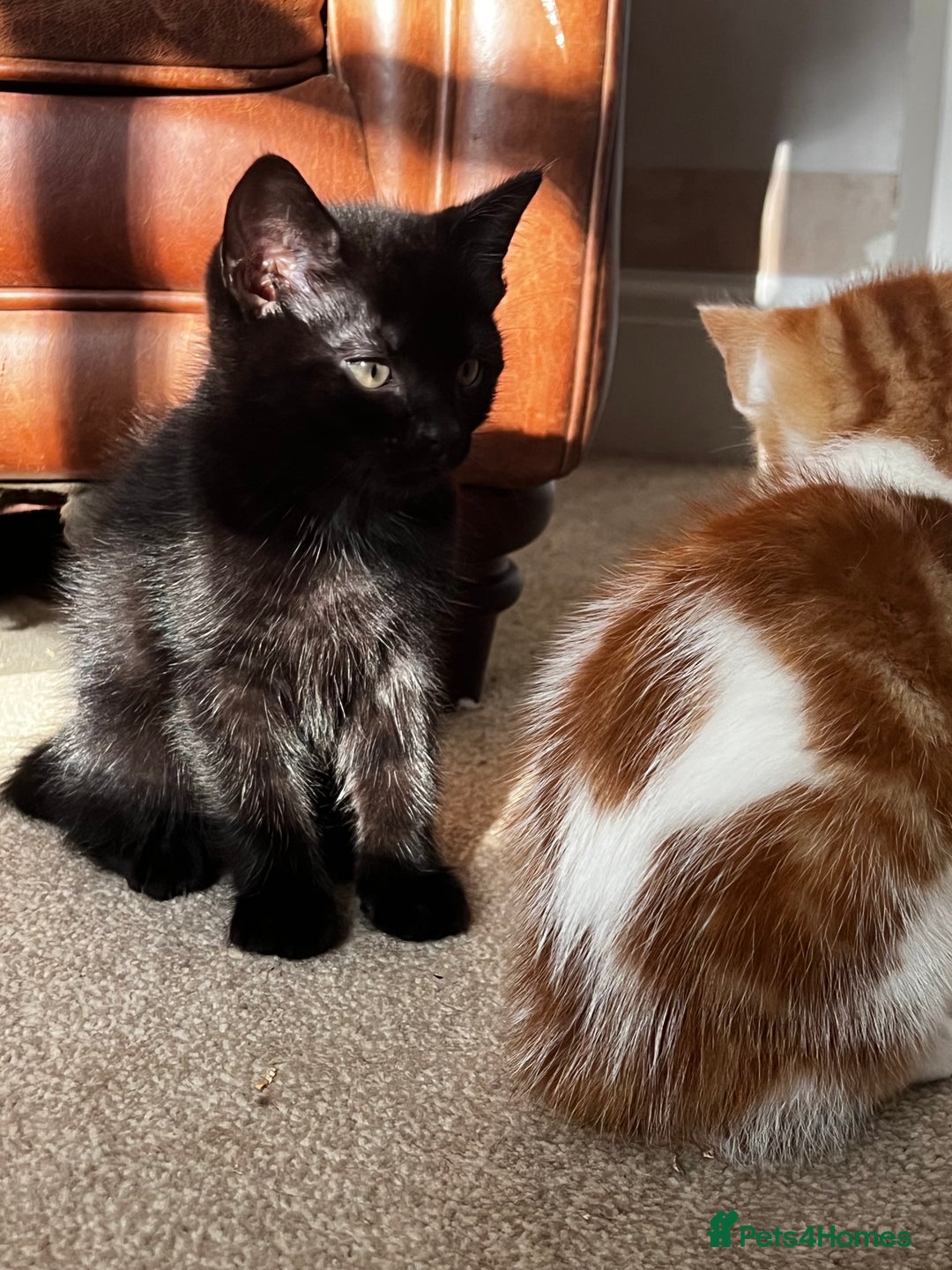 Mixed Breed cats for sale: Beautiful Mixed Breed Kittens for Sale - All Boys  - Image 8