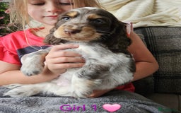 Cocker Spaniel dogs for sale: Stunning Show Cocker Spaniels - Image 1