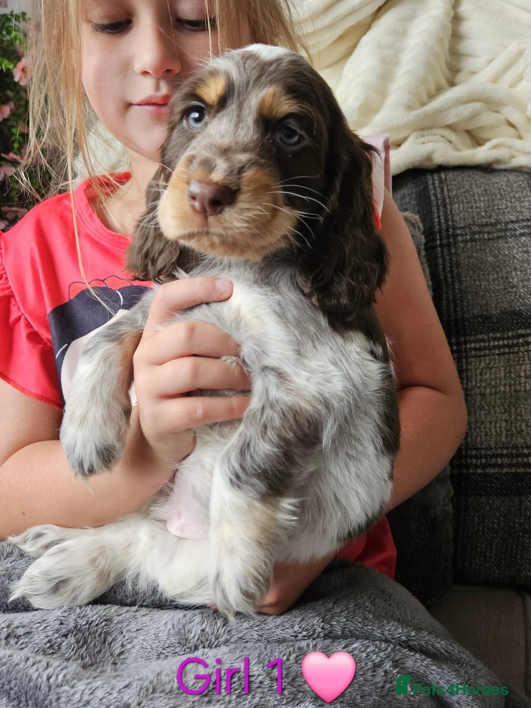 Cocker Spaniel dogs for sale: Stunning Show Cocker Spaniels - Image 1