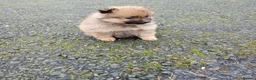 Pomeranian dogs for sale: Pomeranian puppies  in Rainham - Advert 2
