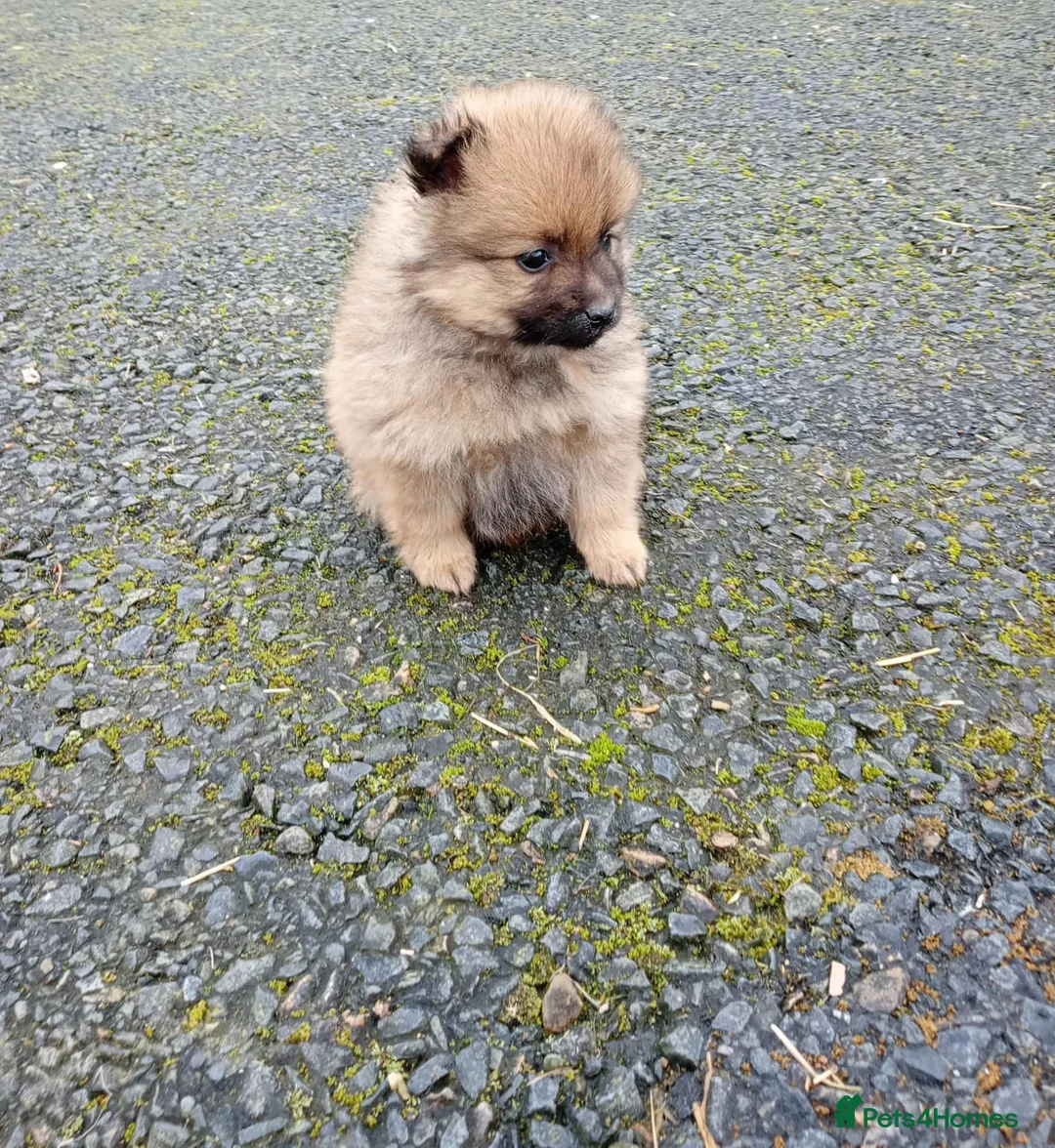 Pomeranian dogs for sale: Pomeranian puppies  in Rainham - Advert 2