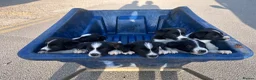 Border Collie dogs for sale: Working Border Collie Pups in Woodstock - Advert 4