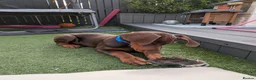 Dobermann dogs for sale: Doberman pup in Glasgow - Advert 3
