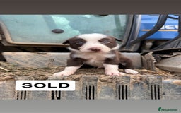 Border Collie dogs for sale: Working chocolate border collies  - Image 10