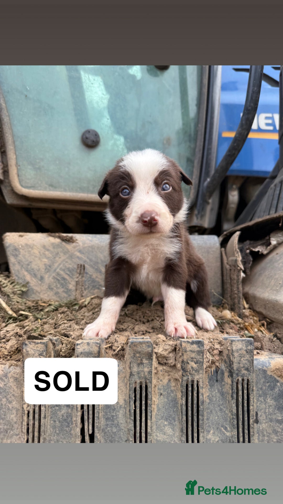 Border Collie dogs for sale: Working chocolate border collies  - Image 10