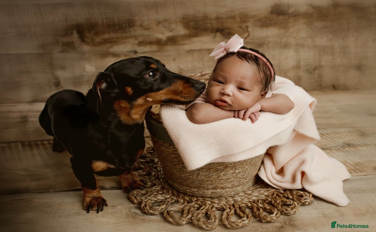 Dachshund dogs - Advert 2