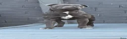 Staffordshire Bull Terrier dogs for stud: STORM FOR STUD - Advert 2