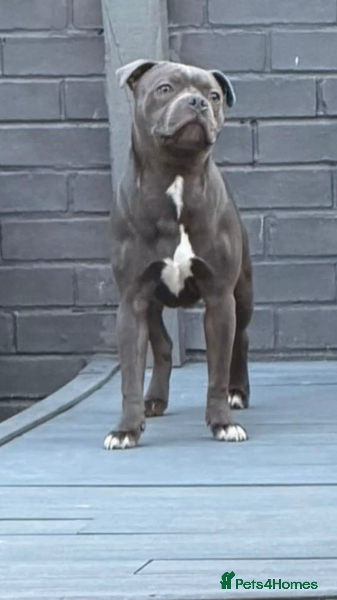 Staffordshire Bull Terrier dogs for stud: STORM FOR STUD - Advert 2