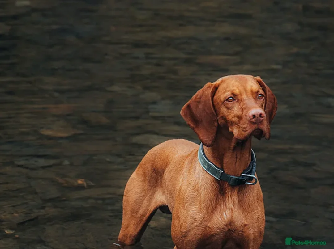 Hungarian Vizsla dogs for sale: Beautiful healthy KC registered Hungarian Vizslas  in Nottingham - Advert 10