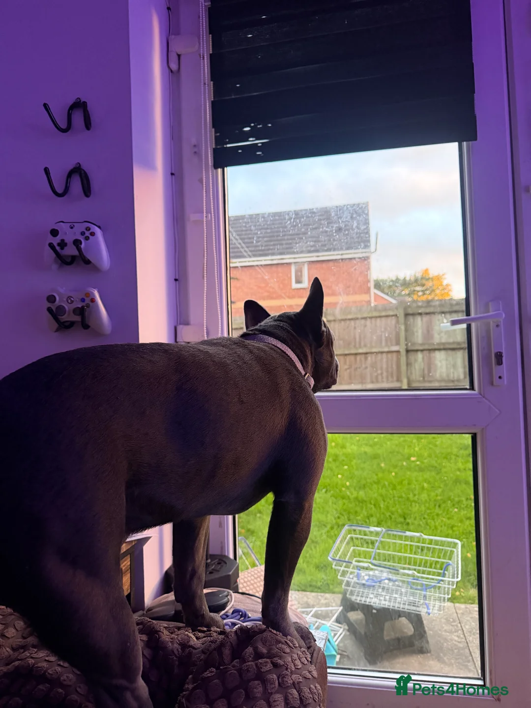 French Bulldog dogs for sale: Gucci - Advert 5
