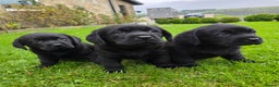 Labrador Retriever dogs for sale: High Quality Black Labrador Puppies - Advert 1