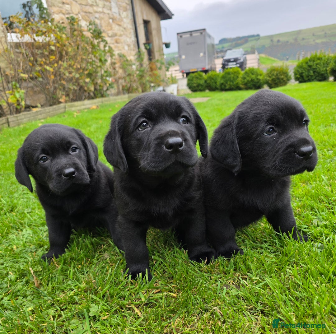 Labrador Retriever dogs for sale: High Quality Black Labrador Puppies - Advert 1