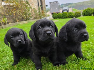 Labrador Retriever dogs - Advert 6