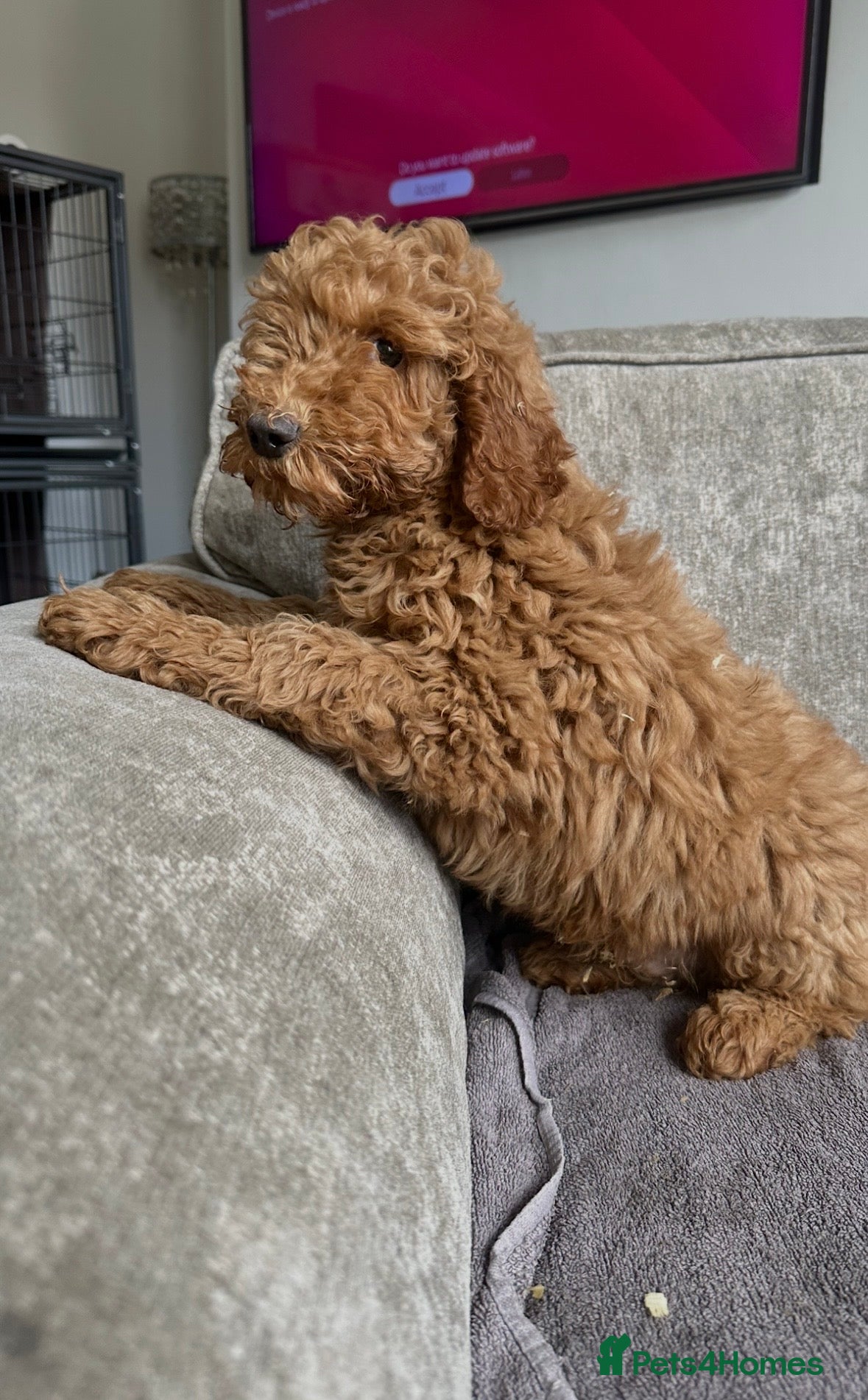 Sproodle dogs Beautiful cockapoos looking for forever homes - Advert 9