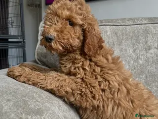 Sproodle dogs Beautiful cockapoos looking for forever homes - Advert 9