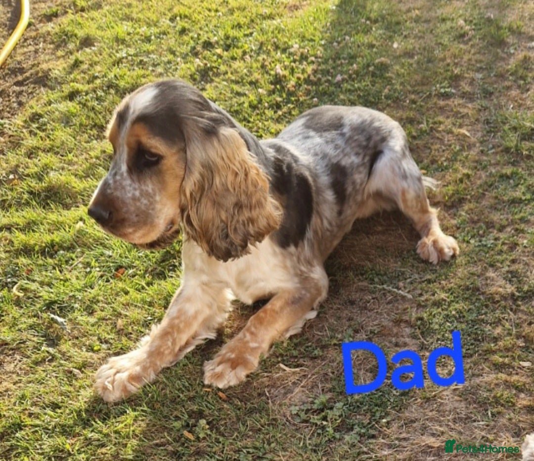 Cocker Spaniel dogs for sale: Beautiful Show Cocker Spaniel Males  - Advert 7