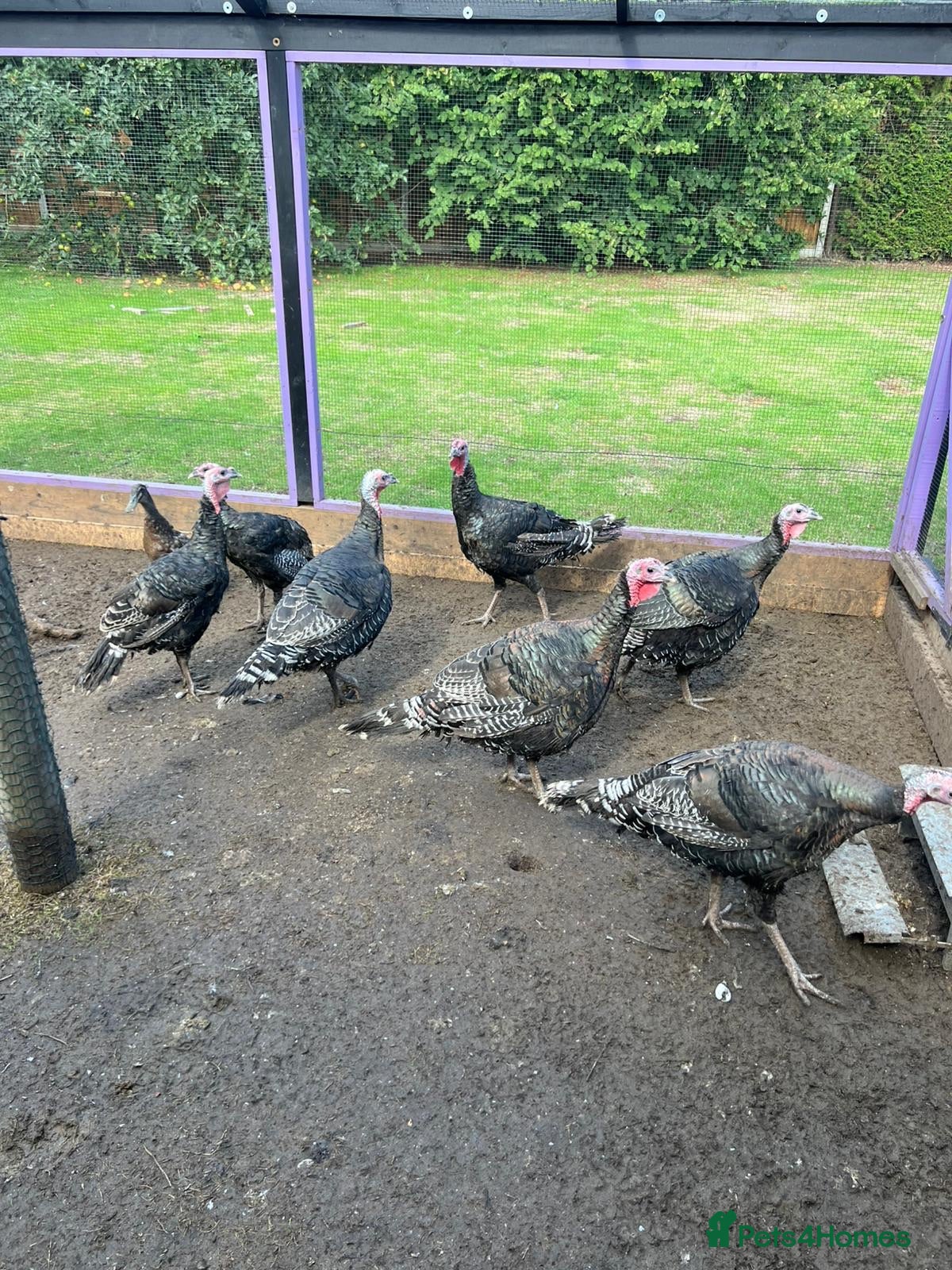 Turkeys poultry Norfolk Bronze 5 months old. - Advert 11