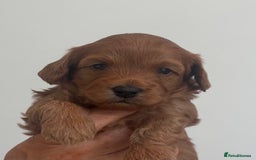 Cavapoo dogs for sale: EXTENSIVELY HEALTH TESTED Red Cavapoos - Image 9
