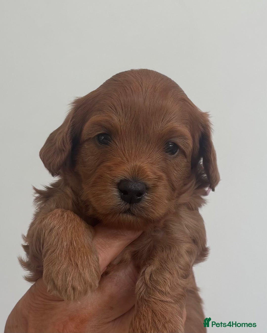 Cavapoo dogs for sale: EXTENSIVELY HEALTH TESTED Red Cavapoos - Image 9