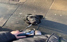 Springador dogs for sale: Coco pop  - Image 9