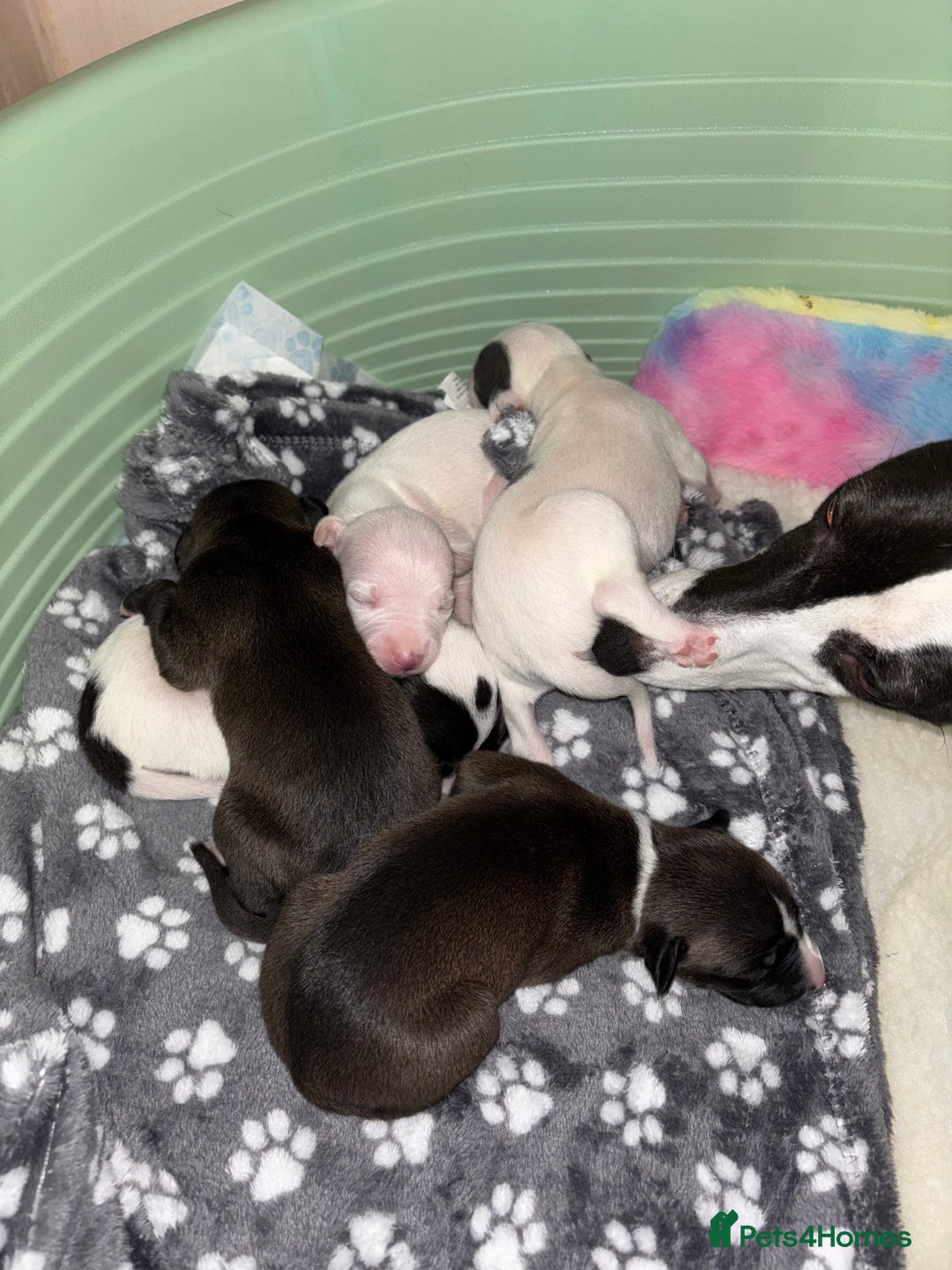 Whippet dogs for sale: KC Whippet Pups for sale  - Advert 9