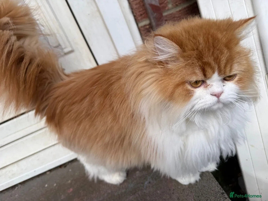 Persian cats for sale: Ginger Persian male looking for a loving home in South Shields - Advert 4