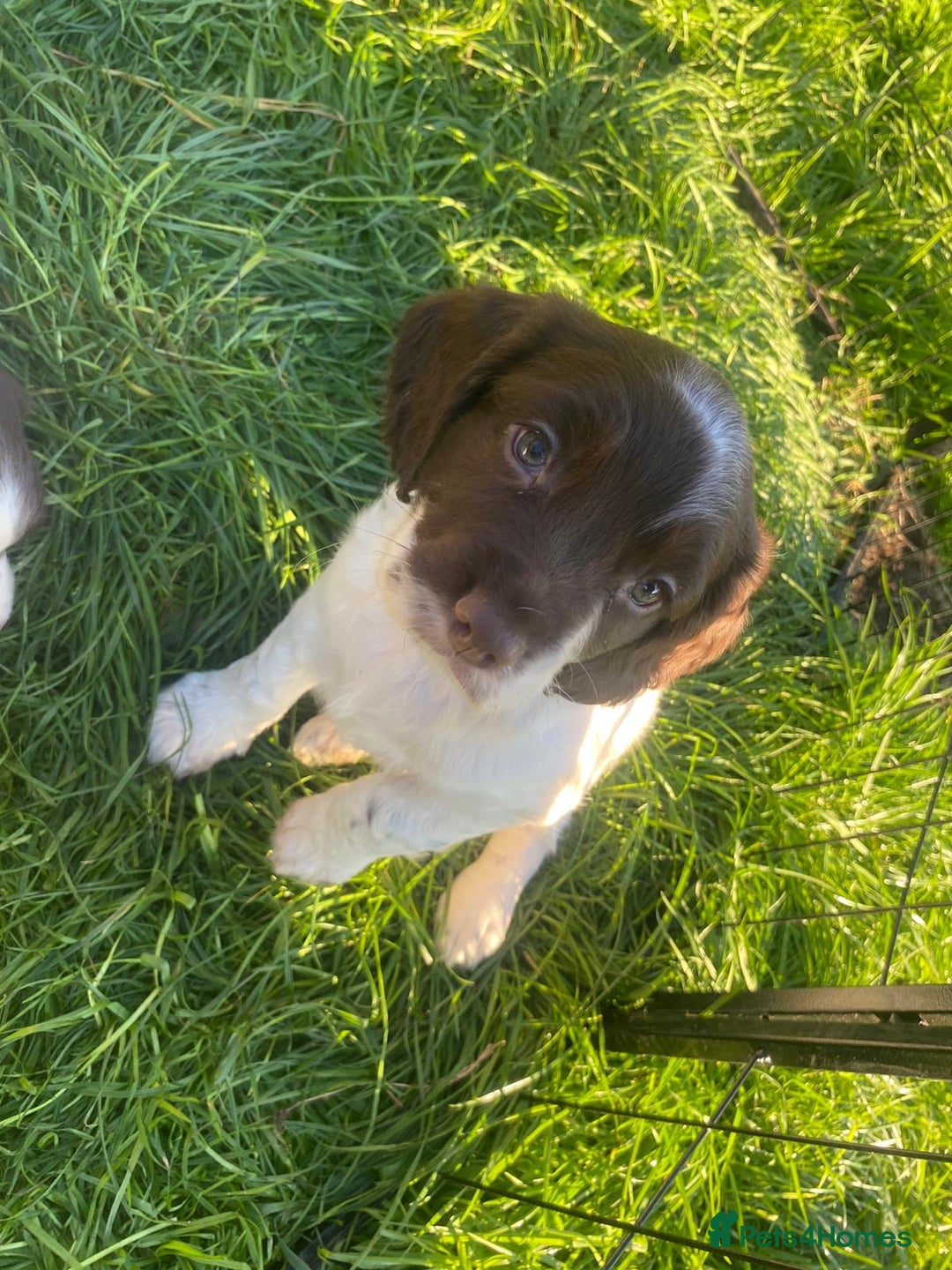 English Springer Spaniel dogs for sale: KC Working bred English Springer Spaniel pups - Image 7