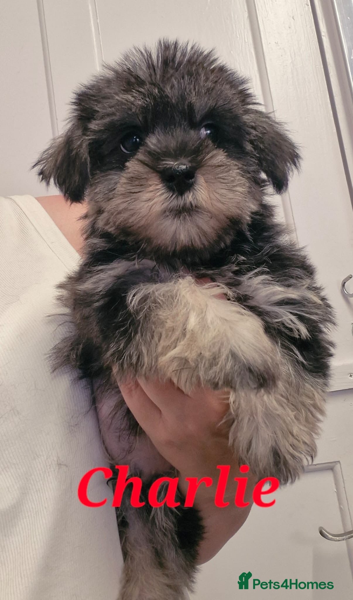 Mixed Breed dogs Beautiful mini schnauzer x malshi puppies(Mauzers) - Advert 1