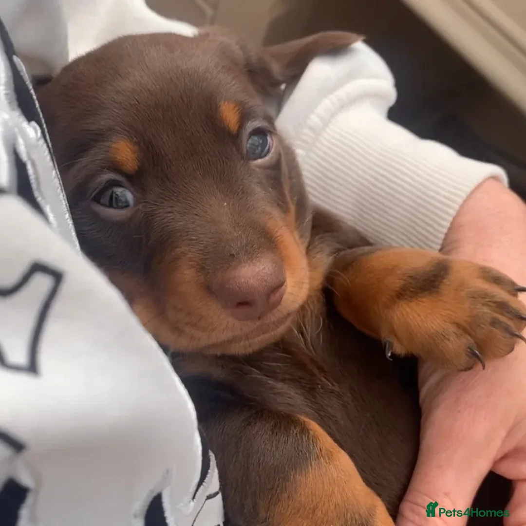 Miniature Dachshund dogs for stud: ** ROGUEROYALES STUD DASH ** PRA Clear in Wolverhampton - Advert 16