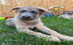 German Shepherd dogs for sale: Outstanding mixed litter of confident GSD pups  - Image 3