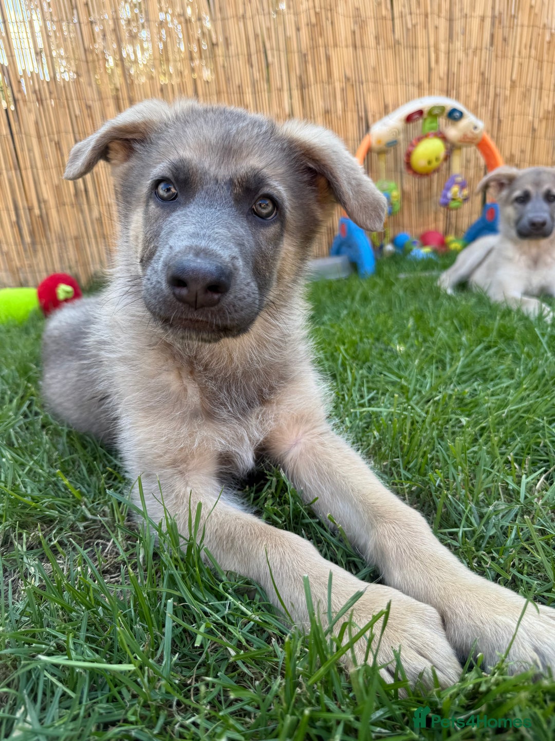 German Shepherd dogs for sale: Outstanding mixed litter of confident GSD pups  - Image 3