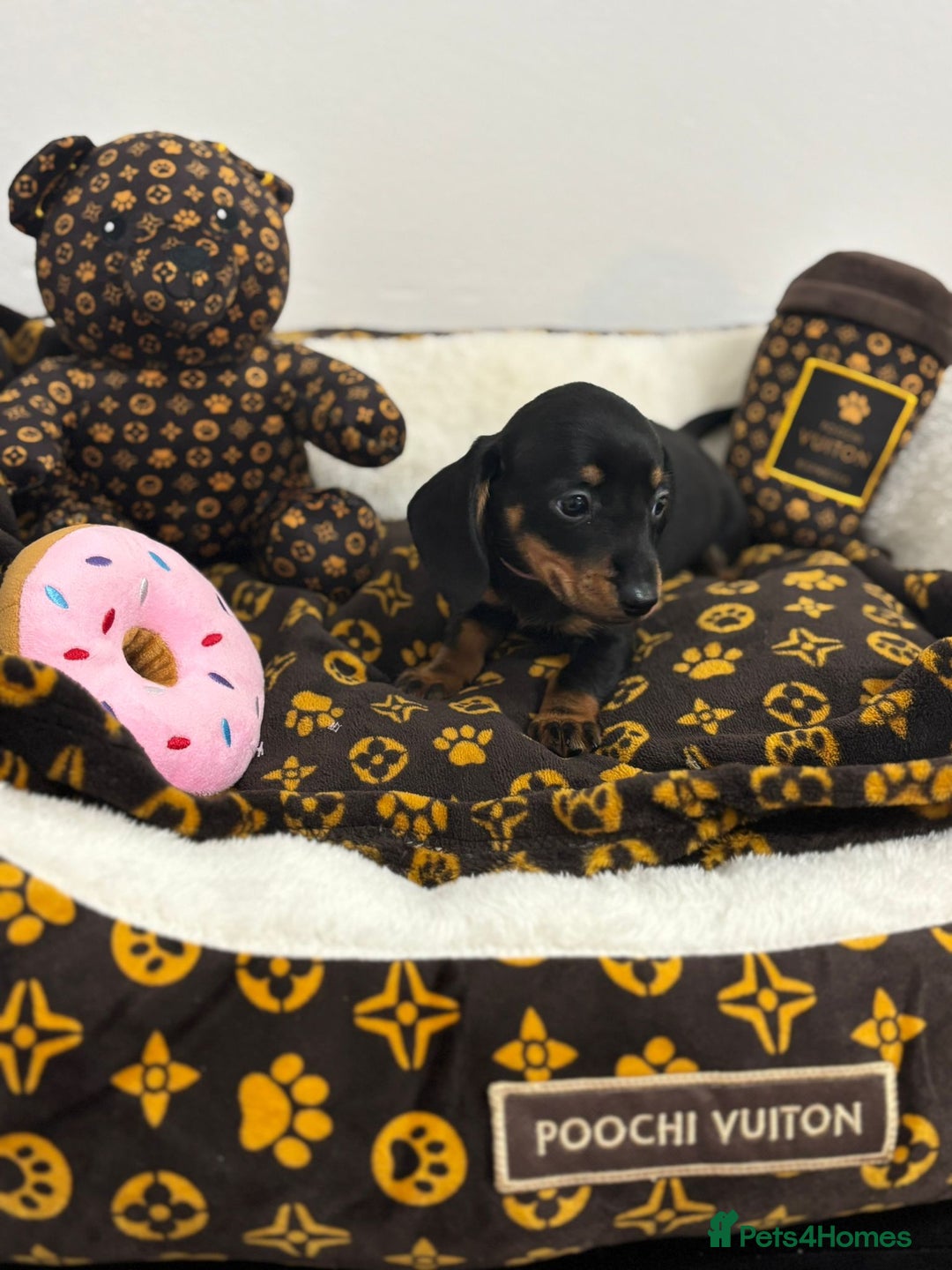 Miniature Dachshund dogs for sale: beautiful miniature dachshund puppies available  - Advert 4