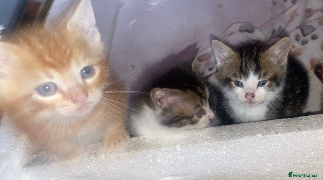 Mixed Breed cats for sale: 4 Adorable kittens for sale.  Ready now.  - Advert 4