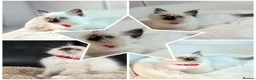 Ragdoll cats for sale: GCCF Ragdoll Sealpoint Mitted kitten - Advert 28
