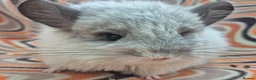 Chinchilla rodents for sale: Variety of chinchillas babys and adults - Advert 15