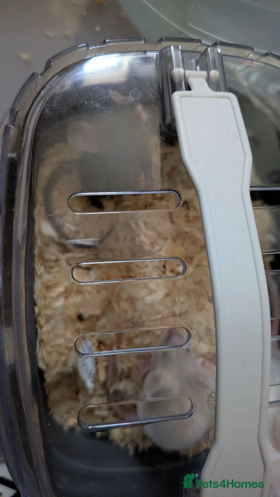 Mouse rodents for sale: 3 male 1 female mice  - Advert 2