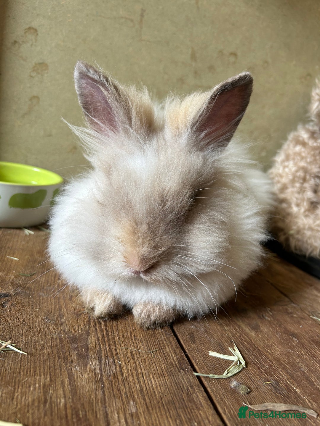 Lionhead rabbits for sale: Double main male lion head - Image 9