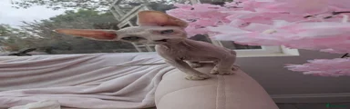 Sphynx 2